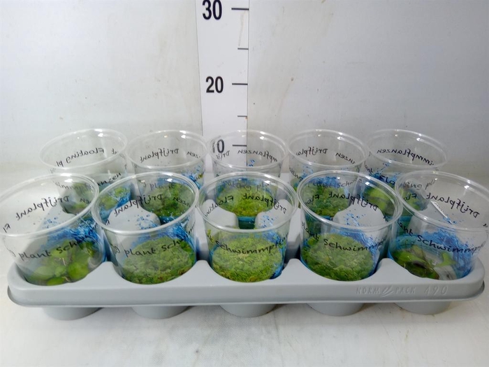 <h4>Drijfplanten   ...mix</h4>