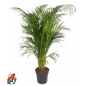 Chrysalidocarpus lutescens overig