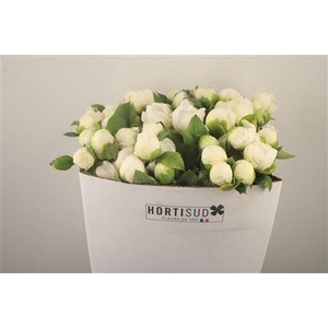 Paeo L Bridal Shower Ex