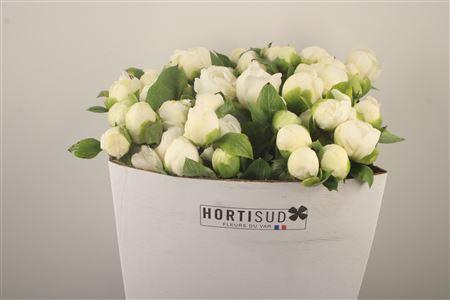 <h4>Paeo L Bridal Shower Ex</h4>