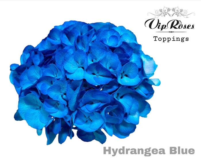 Hydr M Blue 60 Cm