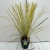 Cortaderia selloana
