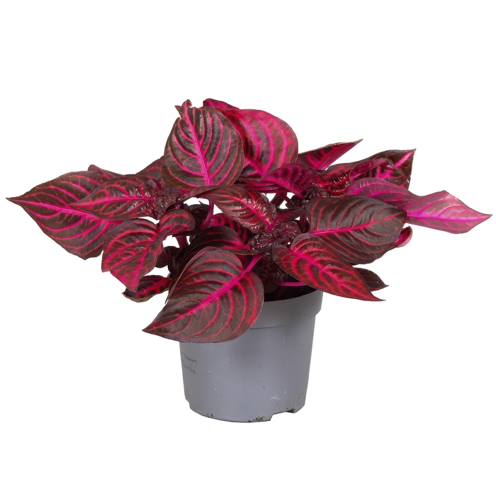 <h4>Iresine Herbstii Rich Redstar</h4>