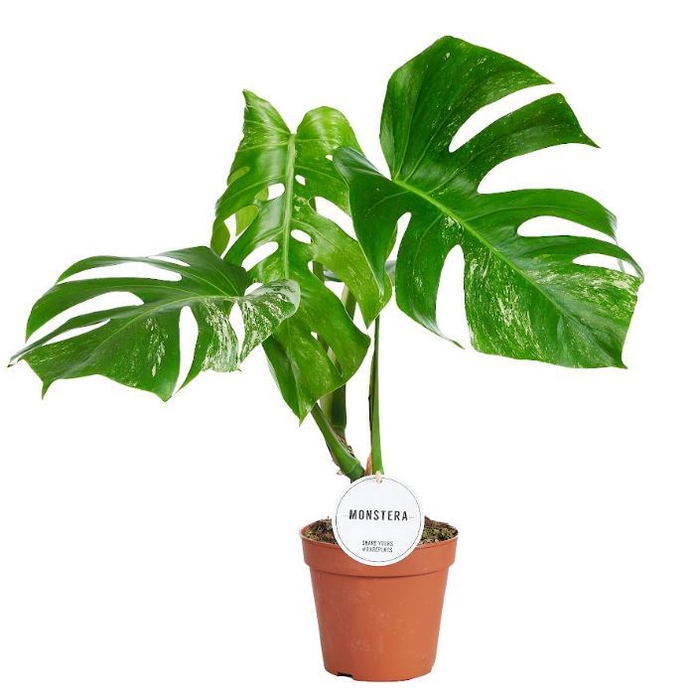 <h4>Monstera Variegata</h4>