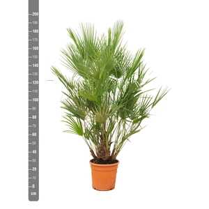 CHAM HUMILIS