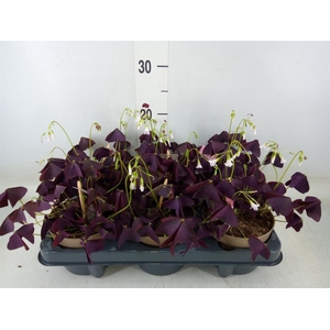 Oxalis trian. 'Mijke'