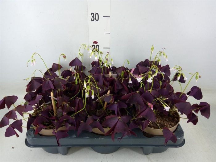 <h4>Oxalis trian. 'Mijke'</h4>