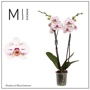 Phalaenopsis Allurion 2 spike – 12cm | Mimesis