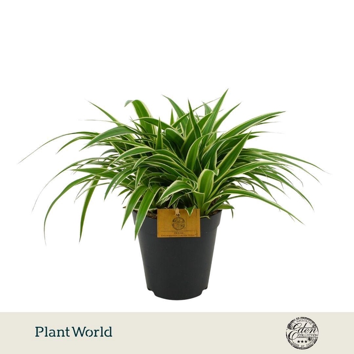 <h4>Chlorophytum Ocean 15cm</h4>