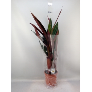 Calathea   ...mix