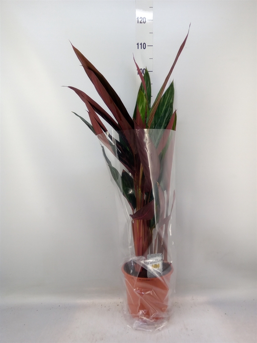 <h4>Calathea   ...mix</h4>