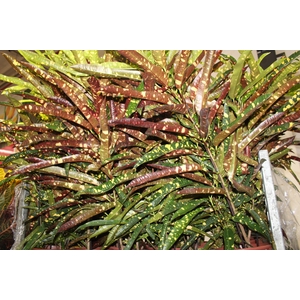 CROTON ELEANOR ROOSEVELT P24