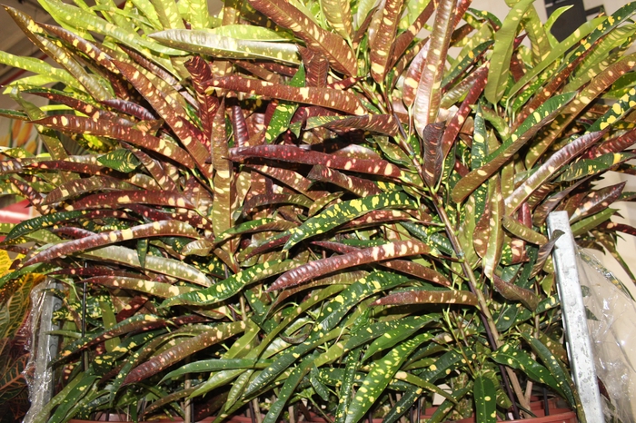 CROTON ELEANOR ROOSEVELT P24