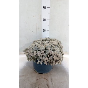 Orostachys furusei