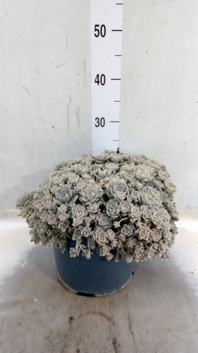 <h4>Orostachys furusei</h4>