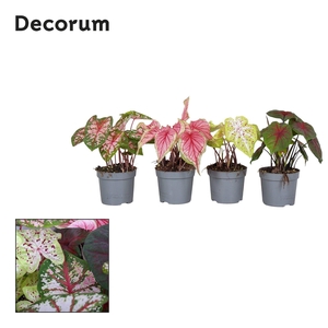 Caladium minimaal 3 soorten mix Decorum