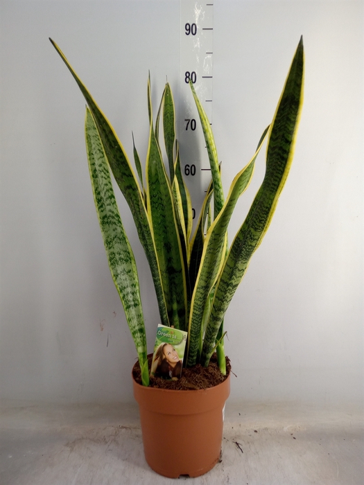 <h4>Sansevieria trifa. 'Laurentii'</h4>