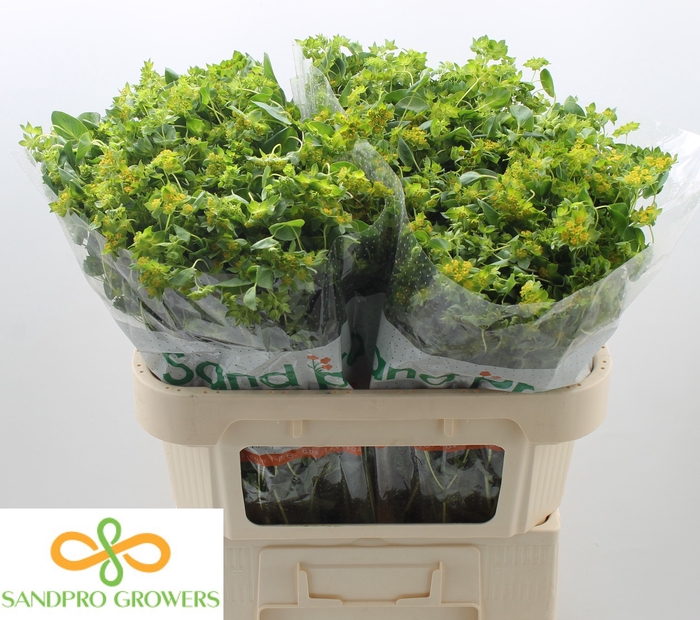 <h4>BUPLEURUM ROTUNDIFOL</h4>