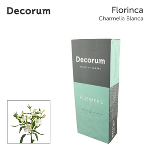 ALST FL CHARME BLANCA Jong gewas. in box