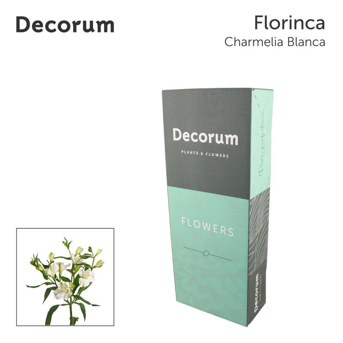 <h4>ALST FL CHARME BLANCA Jong gewas. in box</h4>