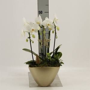 Arr.  Phalaenopsis MT   L%