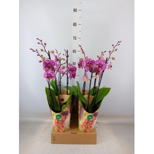 Phalaenopsis   ...lilac