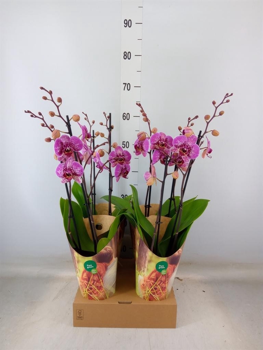 <h4>Phalaenopsis   ...lilac</h4>