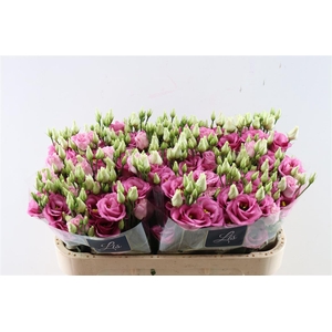 Eus G Rosita Rose Pink