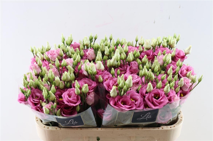 <h4>Eus G Rosita Rose Pink</h4>
