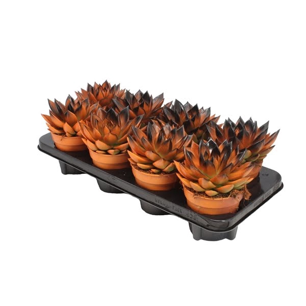 <h4>Echeveria Bicolor Orange/Black</h4>