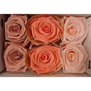 Ro Pres Classic Mix Pink