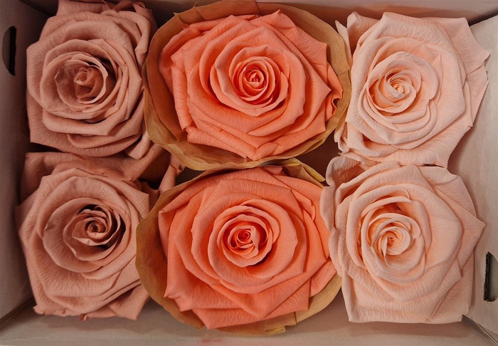 Ro Pres Classic Mix Pink