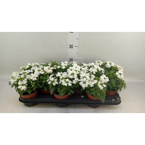 Verbena  'Venturi White'