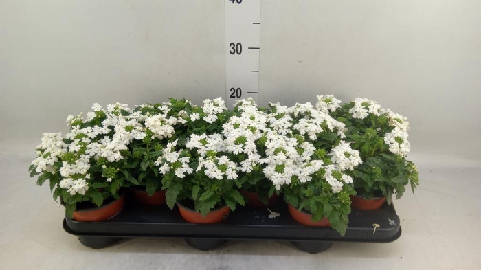 <h4>Verbena  'Venturi White'</h4>