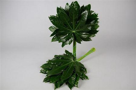 <h4>Aralia (fatsia Japonica) Flora Unit</h4>