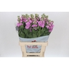 Matthiola Iron Pink