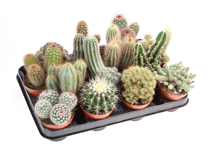 <h4>Cactus mix</h4>