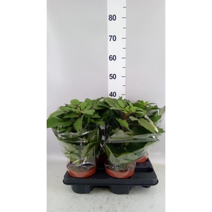Kalanchoe NF   ...