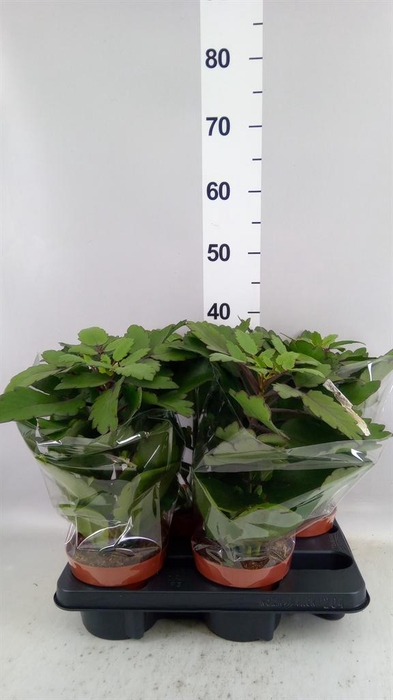 <h4>Kalanchoe NF ...</h4>