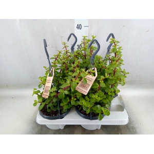 Portulacaria afra