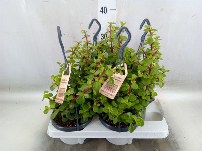 <h4>Portulacaria afra</h4>