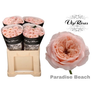 R KL PARADISE BEACH x40 588