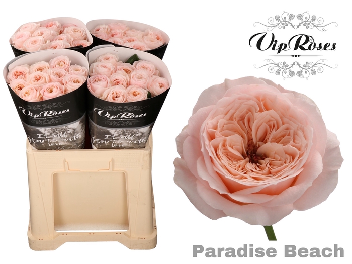 <h4>R KL PARADISE BEACH x40 588</h4>