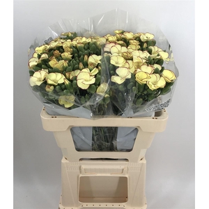 DI SP. SYMPLY BLONDFLY