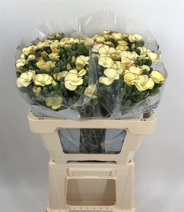 <h4>DI SP. SYMPLY BLONDFLY</h4>