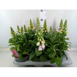 Digitalis   ...