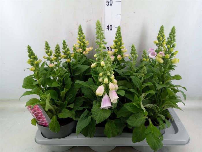<h4>Digitalis   ...</h4>