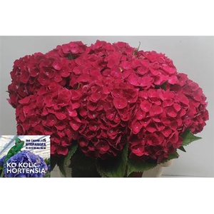 Hydr M Ch Mon Amour Red