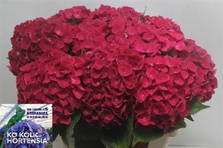 <h4>Hydr M Ch Mon Amour Red</h4>