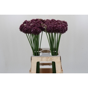 Allium Purple Mystery